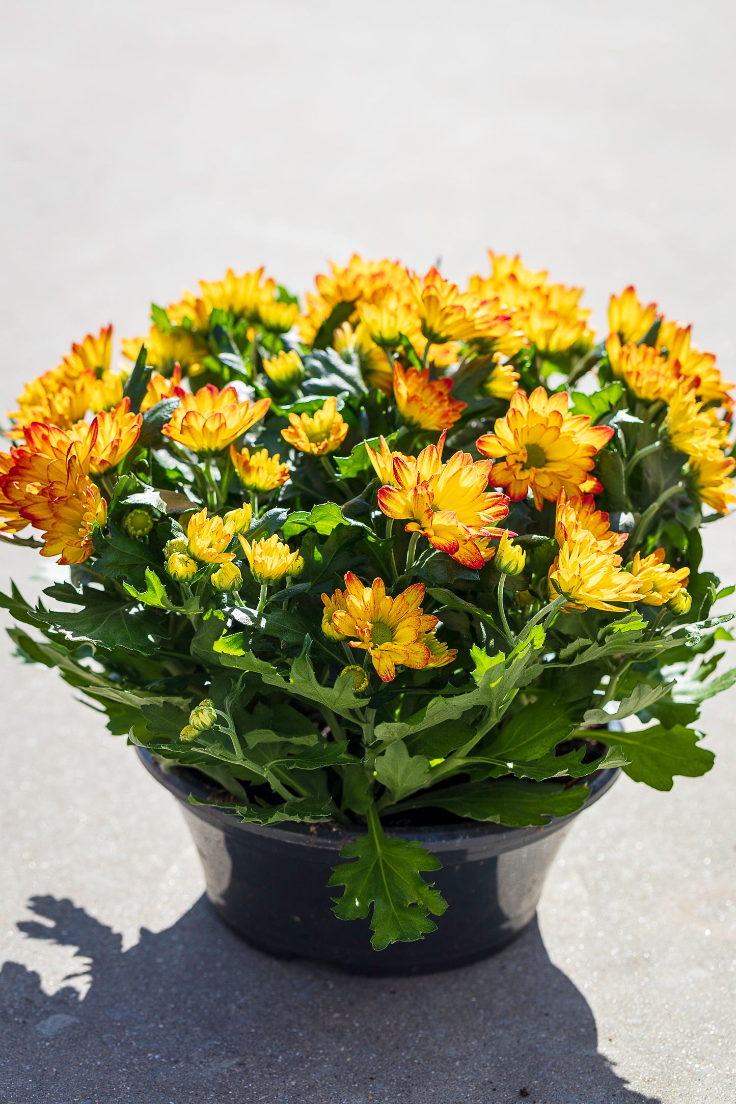 Chrysant schaal geel/oranje
