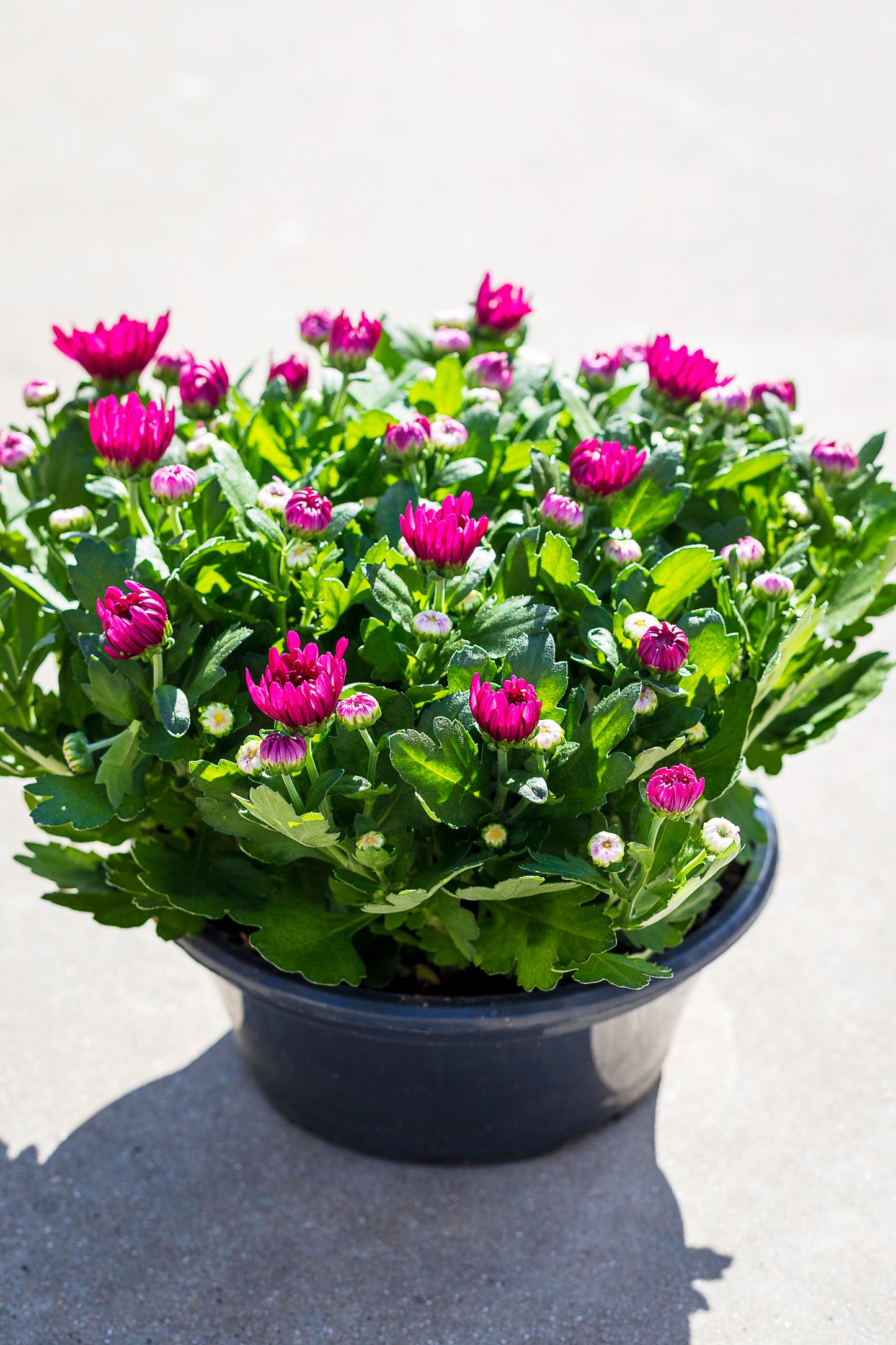 Chrysant schaal fuchsia