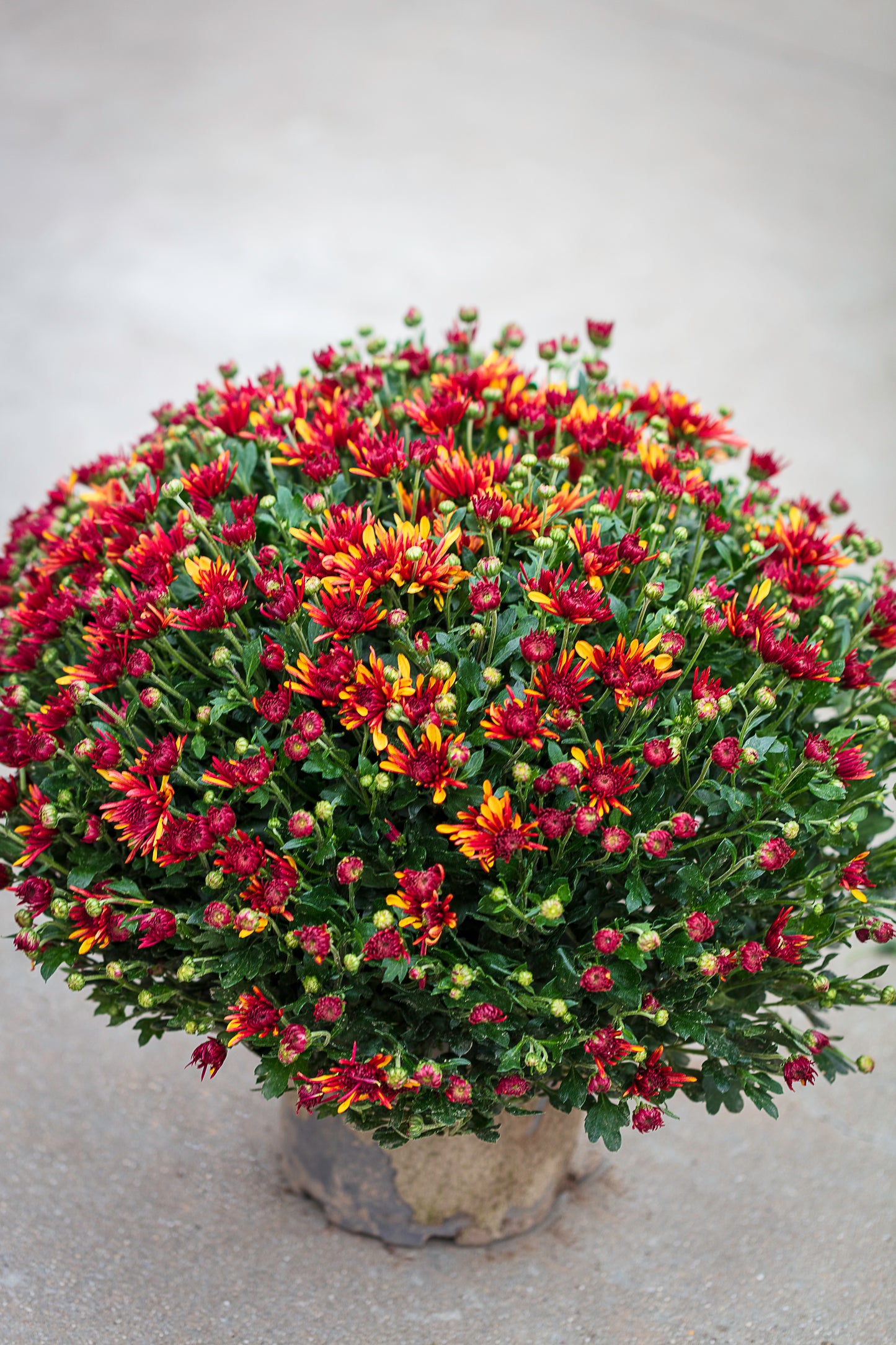Chrysant multi rood/geel