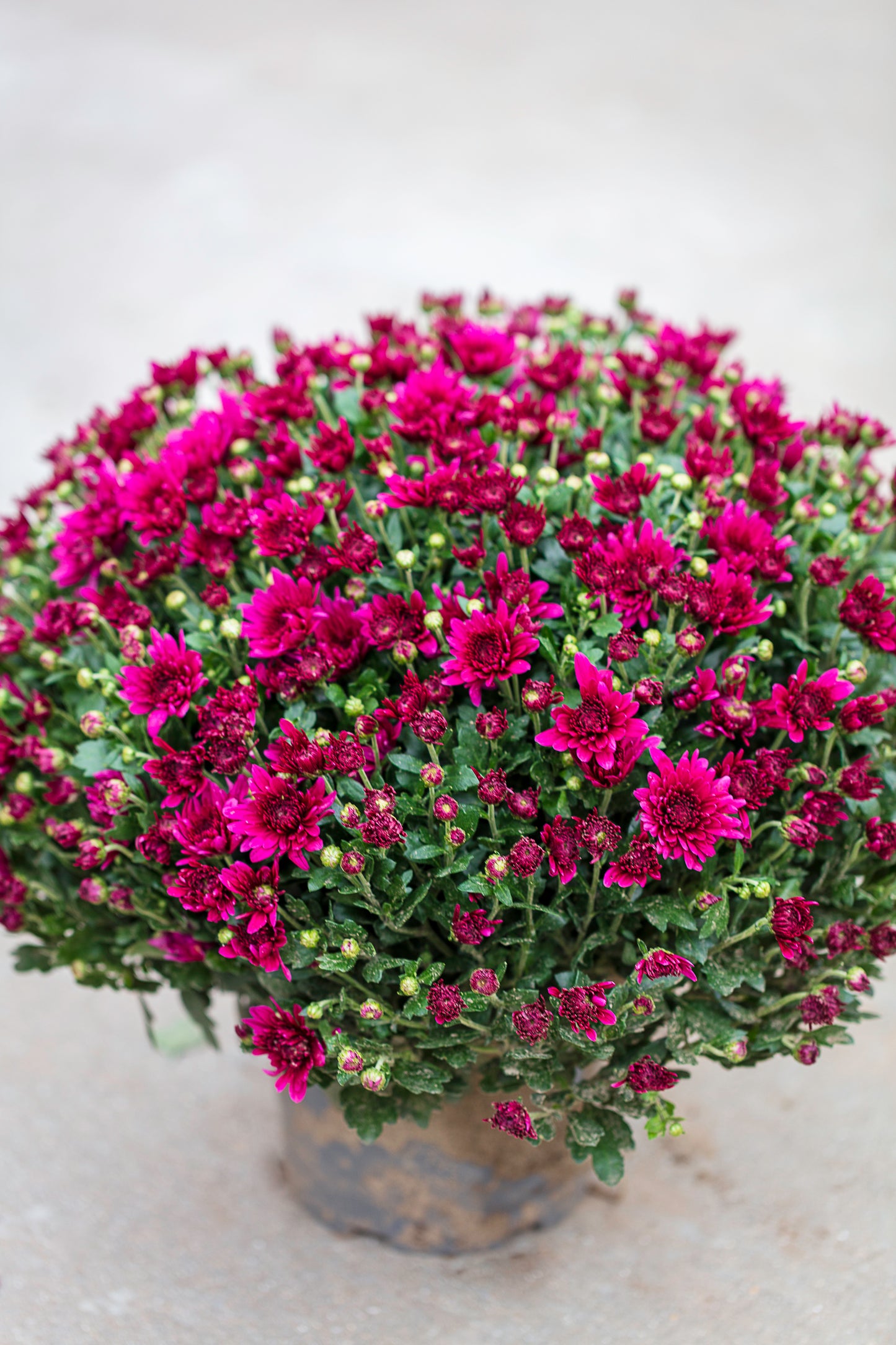 Chrysant fuchsia