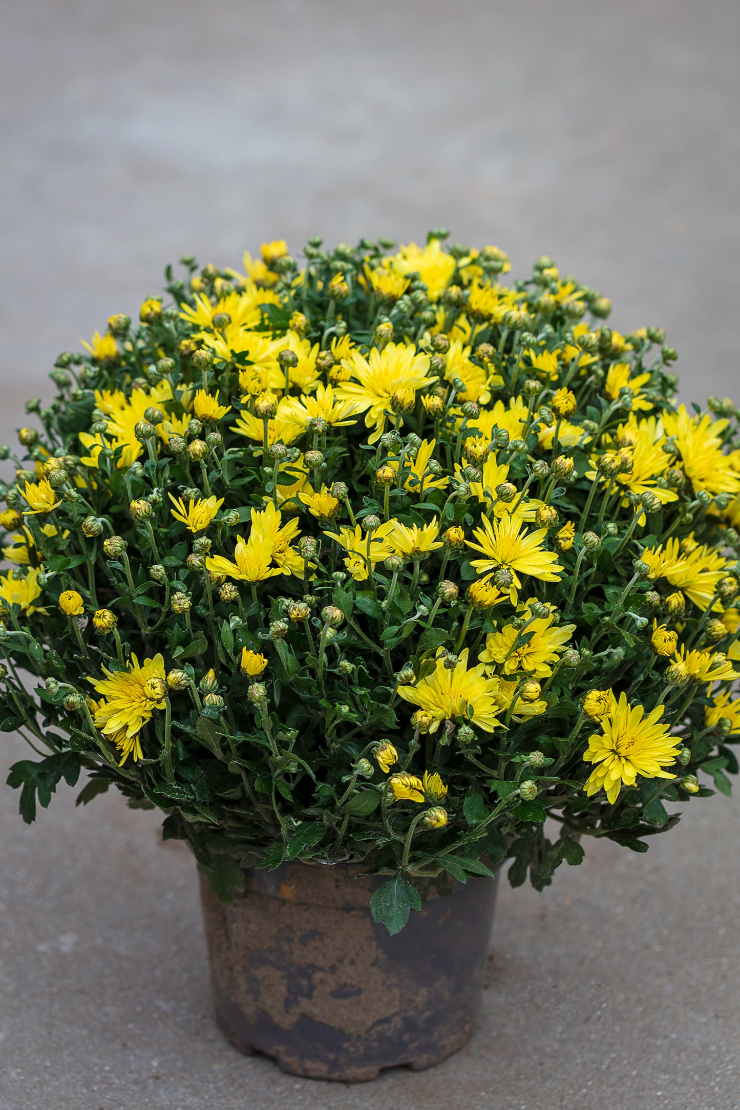 Chrysant geel