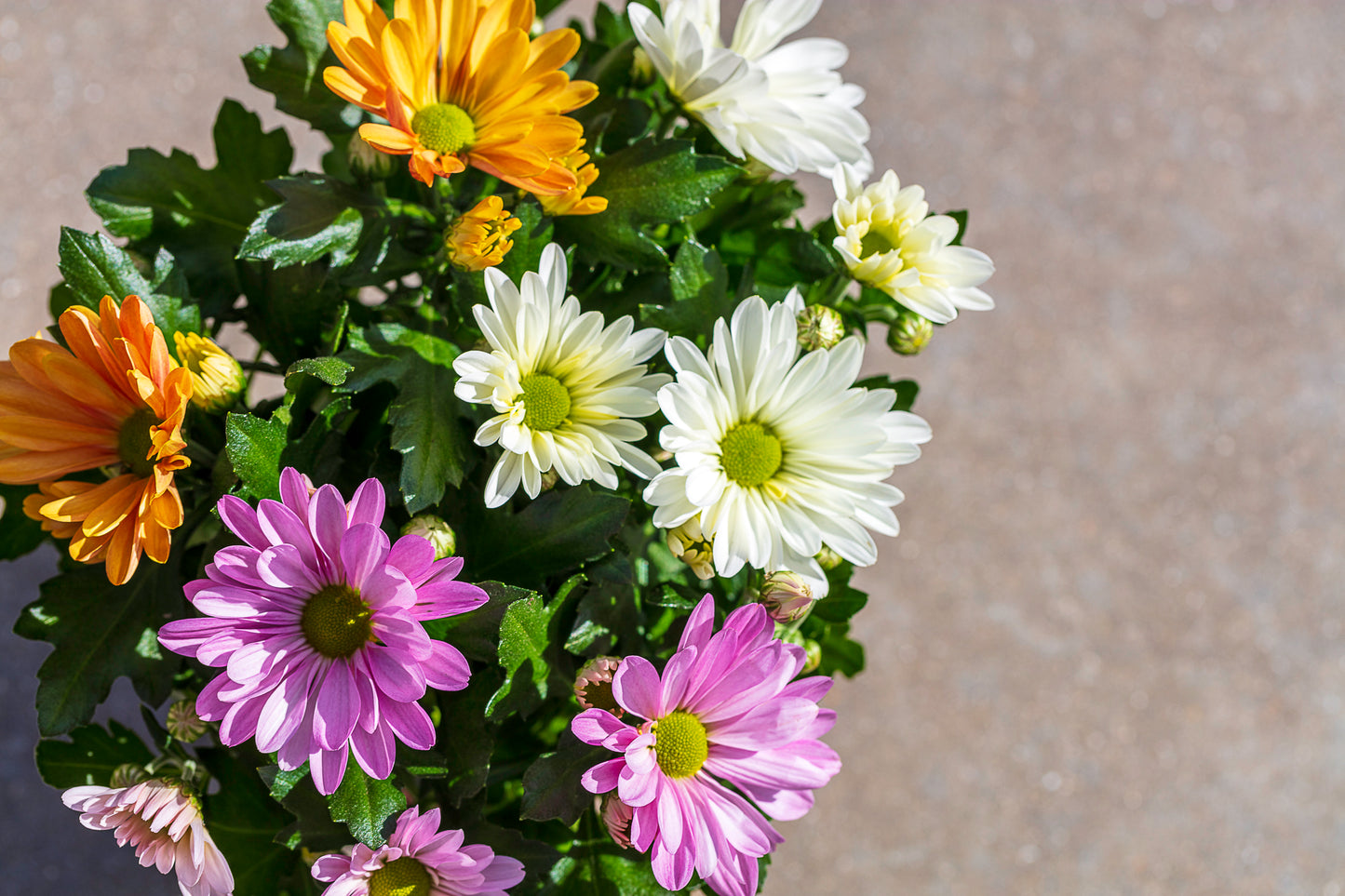 Chrysant tri-color
