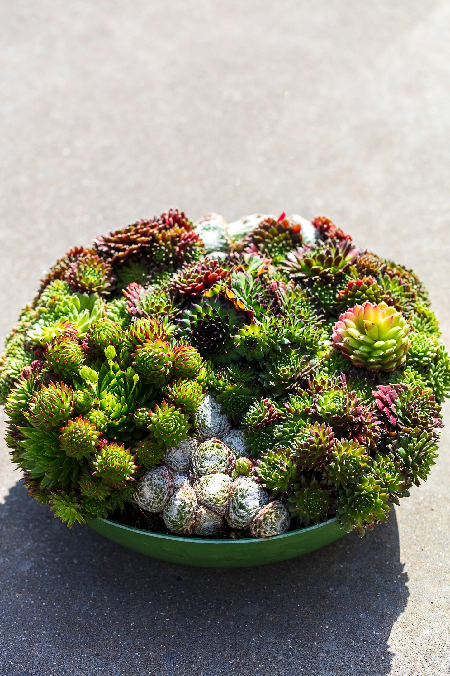 Sempervivum arrangementen