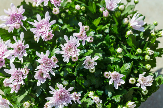 Chrysant schaal roze