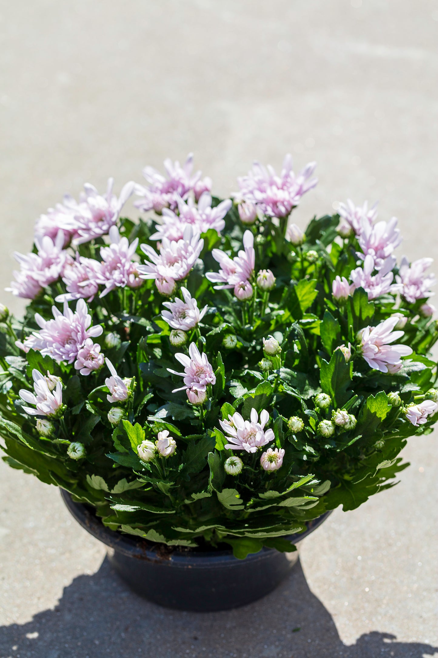 Chrysant schaal roze