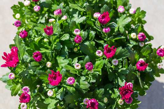 Chrysant schaal fuchsia