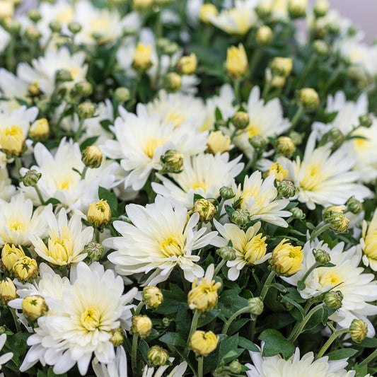 Chrysant wit