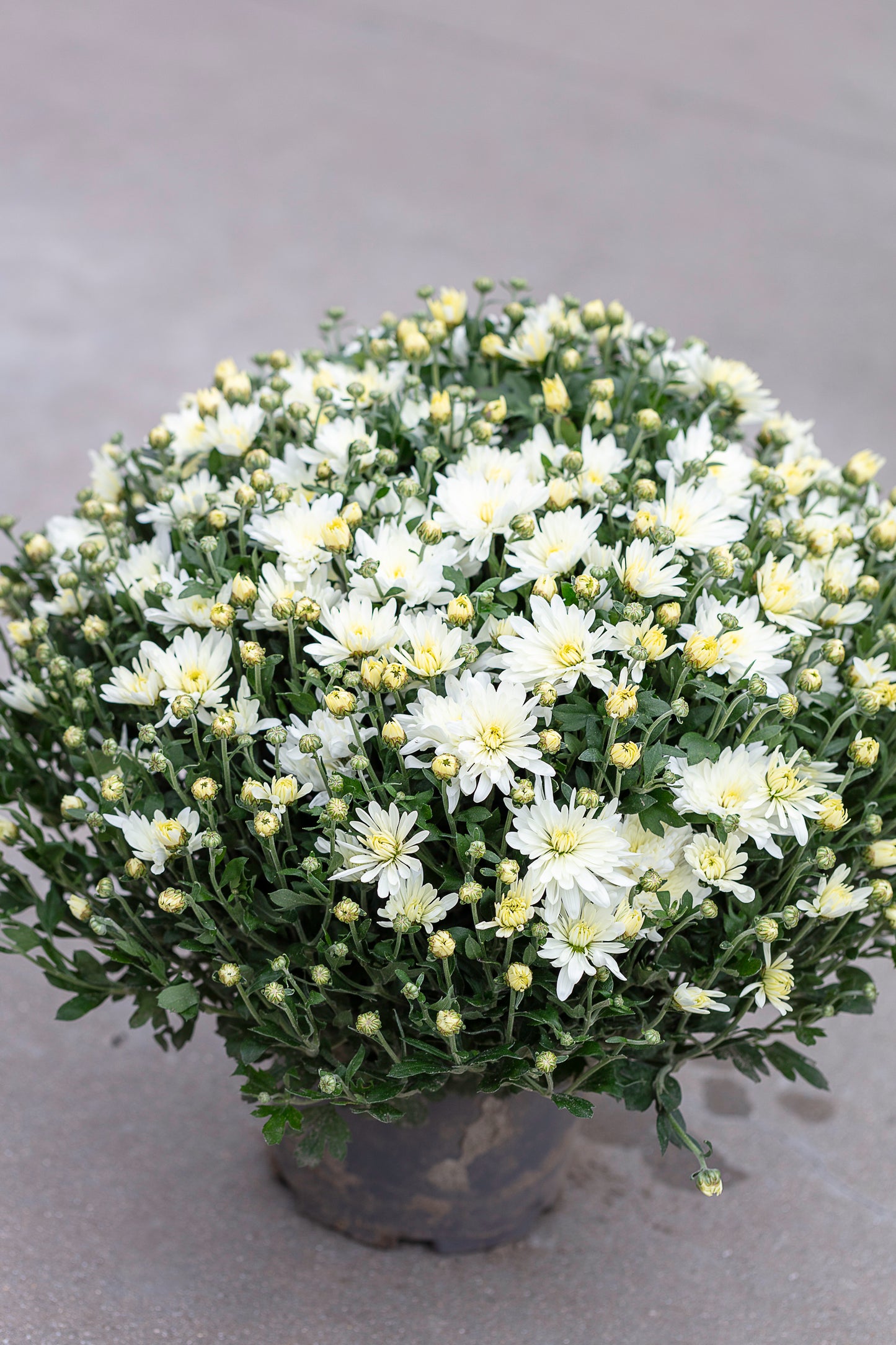 Chrysant wit