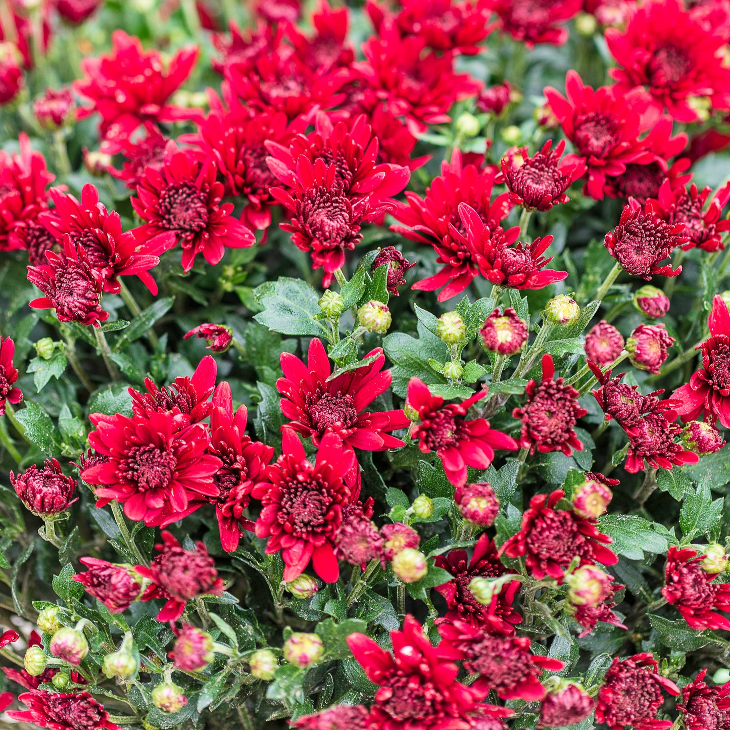 Chrysant rood
