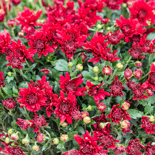 Chrysant rood