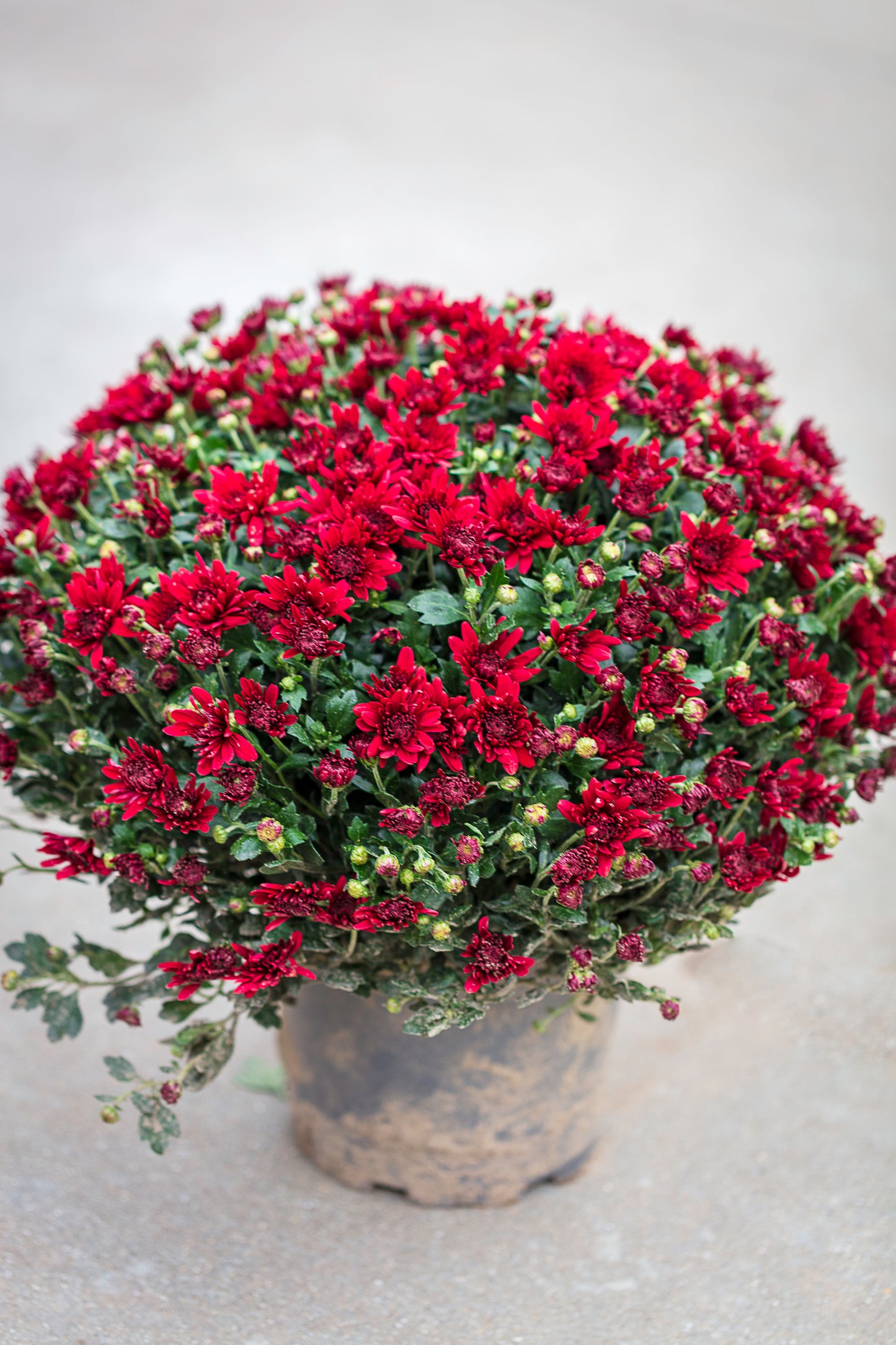 Chrysant rood