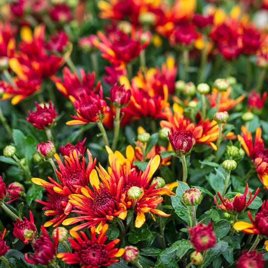 Chrysant multi rood/geel