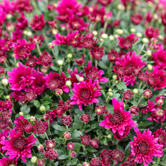 Chrysant fuchsia