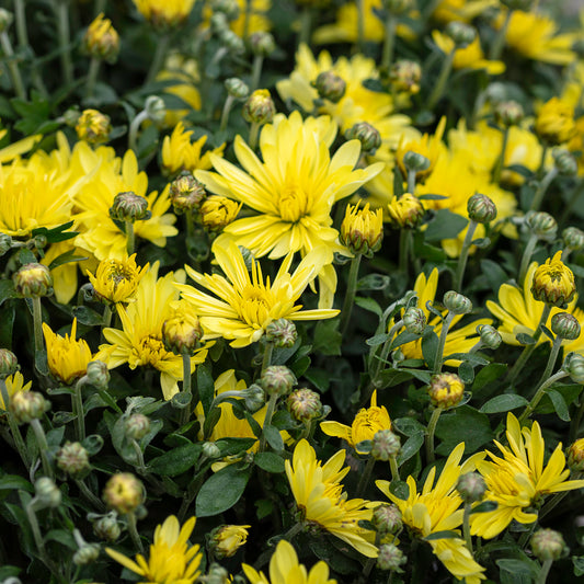 Chrysant geel