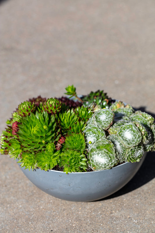 Sempervivum arrangementen