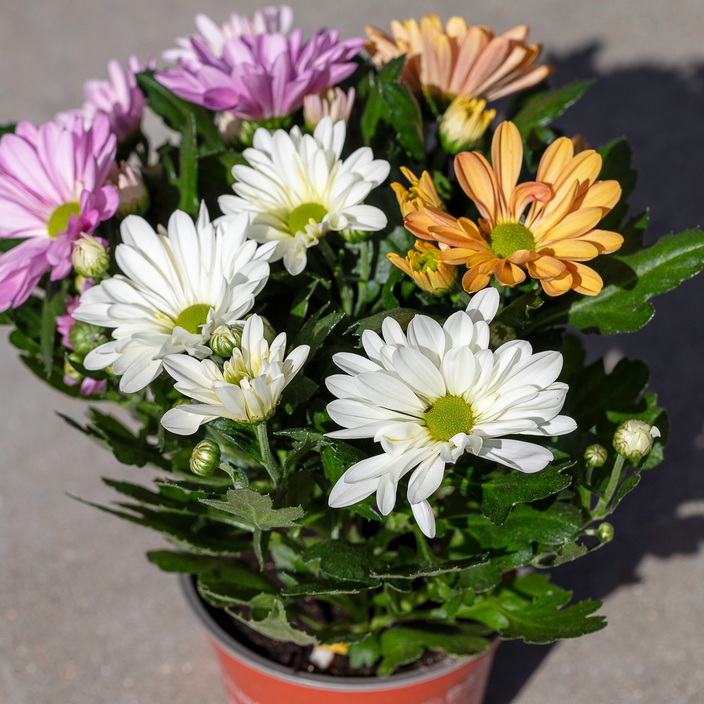Chrysant tri-color