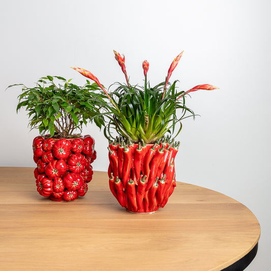 Tomaat of peper (plant niet inbegrepen*)
