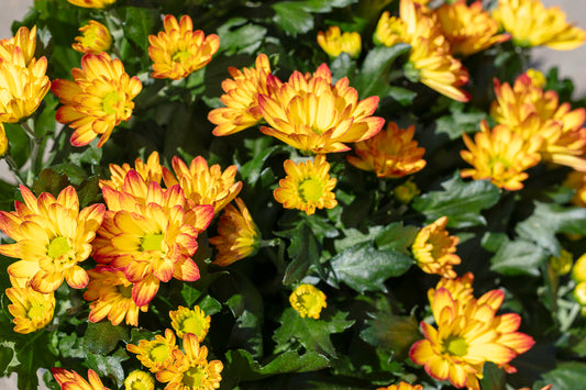 Chrysant schaal geel/oranje
