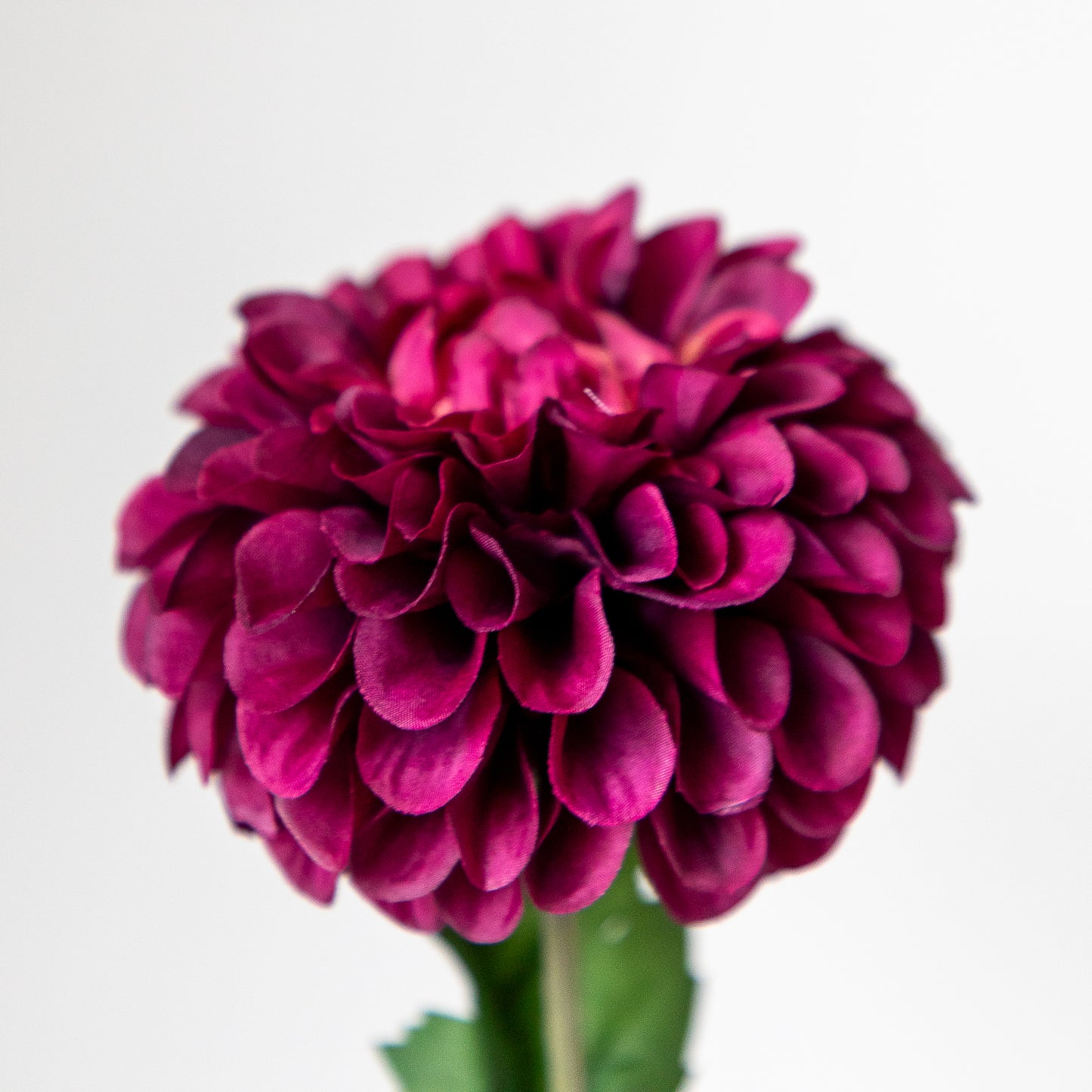 Zijden dahlia
