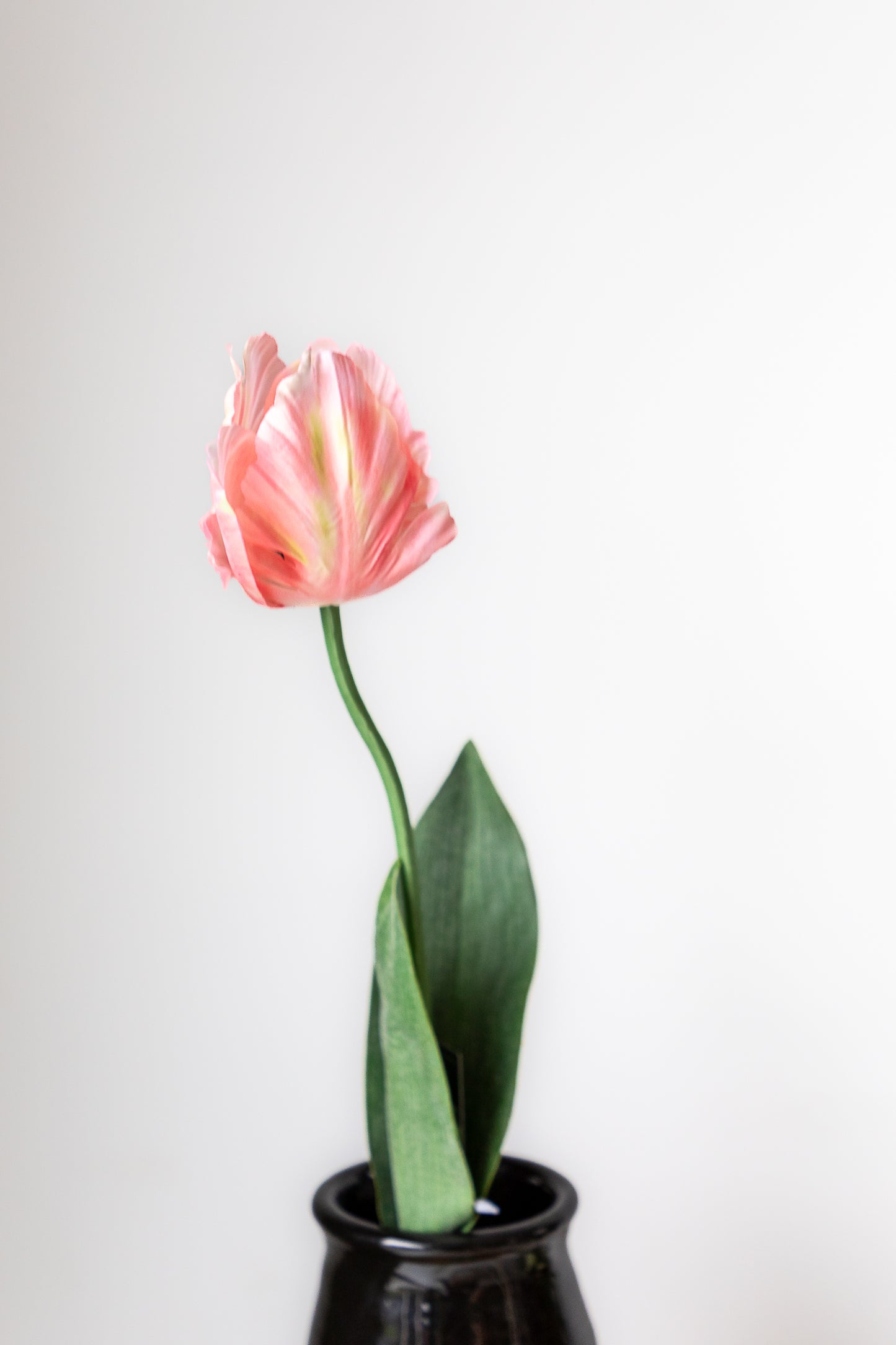 Zijden tulp
